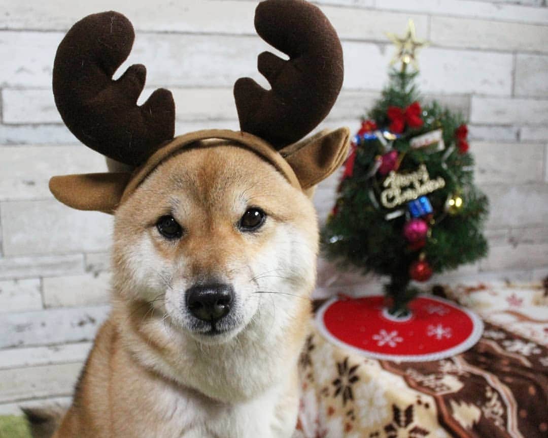柴犬たま Shibainu Tamaさんのインスタグラム写真 - (柴犬たま Shibainu TamaInstagram)「メリークリスマス🎅🎄✨🎉 〜たま編〜  今日明日でたまファミリーのクリスマスショットを上げていきます〜💡まずはたまトナカイ😆👍  Caption trans🇬🇧 Merry Christmas🎅✨🎄🎉 ~Tama ver.~ I will post the Tama family Christmas photos on the 24th and 25th💡 First up is the Tama reindeer😆👍  #柴犬たま #たママ #たまーば #Christmas #Xmas #クリスマス #クリスマスイブ #トナカイ #たまコレ #ふわもこ #柴犬 #shiba #shibainu #shibastagram #犬 #dog」12月24日 12時35分 - tama7653