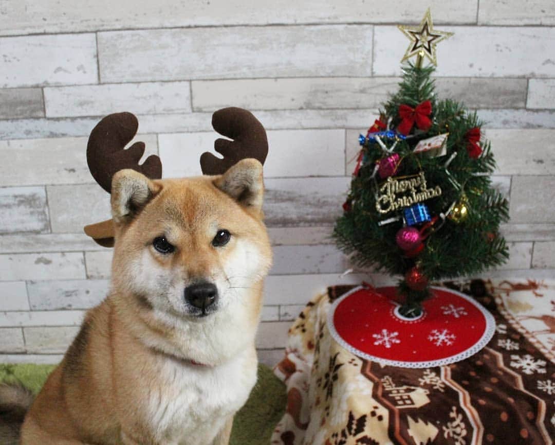 柴犬たま Shibainu Tamaさんのインスタグラム写真 - (柴犬たま Shibainu TamaInstagram)「メリークリスマス🎅🎄✨🎉 〜たま編〜  今日明日でたまファミリーのクリスマスショットを上げていきます〜💡まずはたまトナカイ😆👍  Caption trans🇬🇧 Merry Christmas🎅✨🎄🎉 ~Tama ver.~ I will post the Tama family Christmas photos on the 24th and 25th💡 First up is the Tama reindeer😆👍  #柴犬たま #たママ #たまーば #Christmas #Xmas #クリスマス #クリスマスイブ #トナカイ #たまコレ #ふわもこ #柴犬 #shiba #shibainu #shibastagram #犬 #dog」12月24日 12時35分 - tama7653