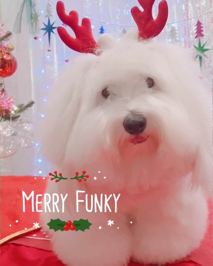 チョンダヨン（Jungdayeon）のインスタグラム：「Merry Funky&Kero 🌲🎁🎅🏻✨❄️ #funky#kero#merrychristmas🎄 #jungdayeon_ucc #petchristmas #happyday」