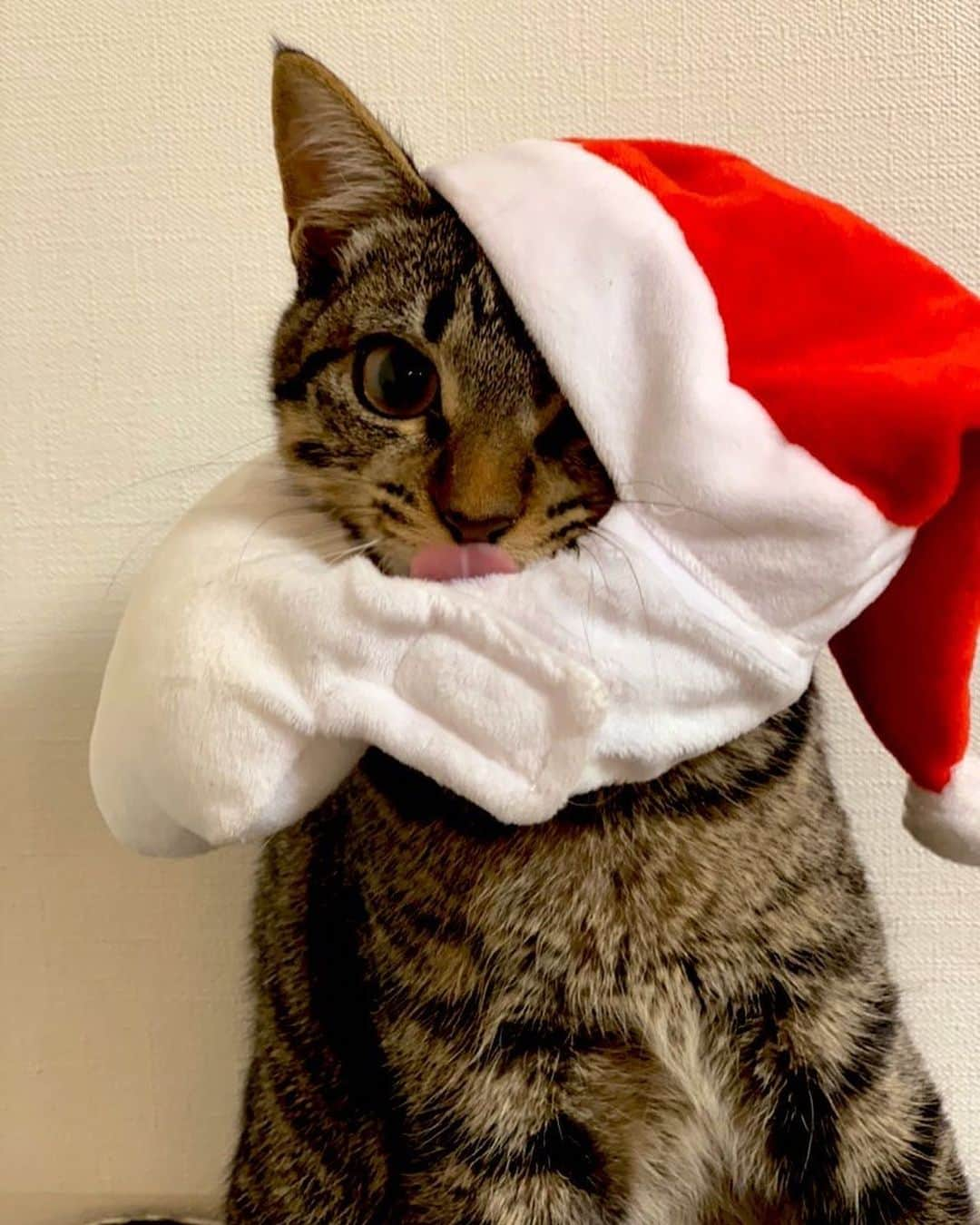 奥野翔太さんのインスタグラム写真 - (奥野翔太Instagram)「めりーくりすますいぶ！🎄🎅🎁 #ねこすたぐらむ #ねこのいる生活 #ねこ部 #merrychristmas」12月24日 13時07分 - weaver_bass