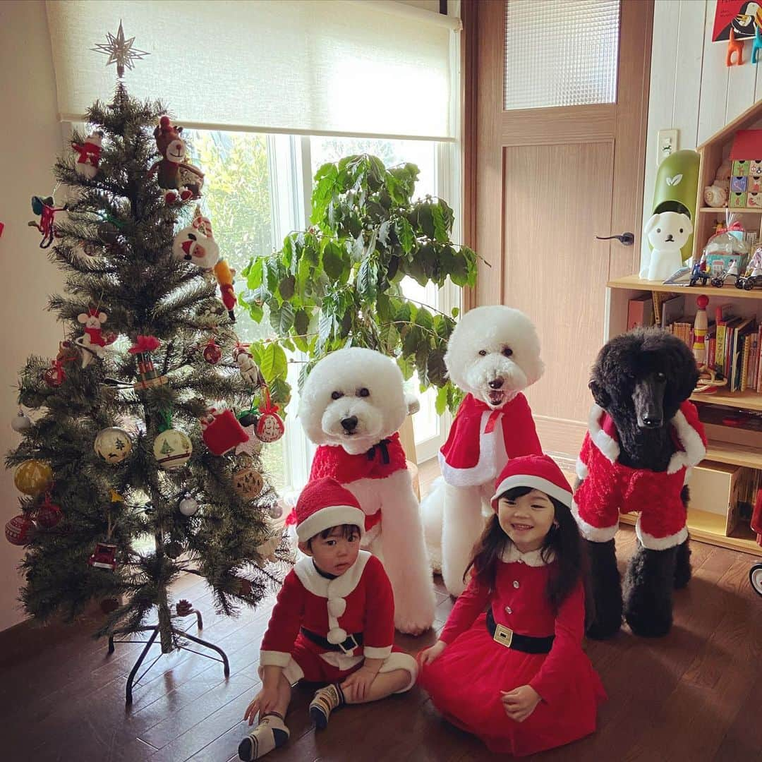 たまねぎさんのインスタグラム写真 - (たまねぎInstagram)「. . Merry Christmas Eve!  #standardpoodle #dog #lovedogs #スタンダードプードル #大型犬と子供 #poodle #dogstagram #いぬのいる生活 #子どもと犬  #kidsanddog #ママリ #キズナ #コドモノ #いこーよ #いぬのきもち #犬と暮らす #いぬなしでは生きていけません #クリスマスイブ #merrychristmas #めりくり #merrychristmaseve」12月24日 13時22分 - tamanegi.qoo.riku