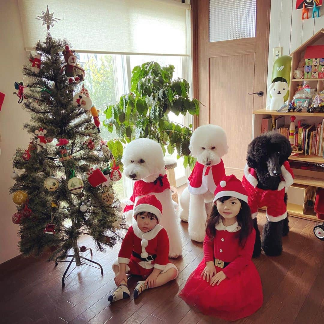 たまねぎさんのインスタグラム写真 - (たまねぎInstagram)「. . Merry Christmas Eve!  #standardpoodle #dog #lovedogs #スタンダードプードル #大型犬と子供 #poodle #dogstagram #いぬのいる生活 #子どもと犬  #kidsanddog #ママリ #キズナ #コドモノ #いこーよ #いぬのきもち #犬と暮らす #いぬなしでは生きていけません #クリスマスイブ #merrychristmas #めりくり #merrychristmaseve」12月24日 13時22分 - tamanegi.qoo.riku