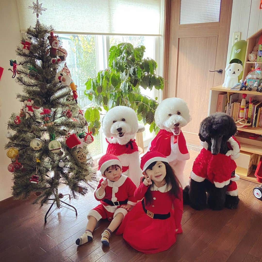 たまねぎさんのインスタグラム写真 - (たまねぎInstagram)「. . Merry Christmas Eve!  #standardpoodle #dog #lovedogs #スタンダードプードル #大型犬と子供 #poodle #dogstagram #いぬのいる生活 #子どもと犬  #kidsanddog #ママリ #キズナ #コドモノ #いこーよ #いぬのきもち #犬と暮らす #いぬなしでは生きていけません #クリスマスイブ #merrychristmas #めりくり #merrychristmaseve」12月24日 13時22分 - tamanegi.qoo.riku