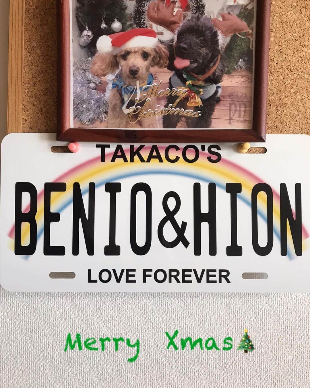井上貴子のインスタグラム：「みなさま♡  今日明日とクリスマスなんですね。  何年か前の べにひおのイヤイヤ写真と お友達からステキなプレゼントを 頂いたので飾っておりますー。  今年は特別に そんな雰囲気ではない世の中で…。  アタシも マジメに この子達と自粛しています。  2枚目の肉ニクしい写真は 過去グラビアです。 リウミセキ先生が撮ってくれた 貴重なやつです。  しかも 当時はデジカメとか無かったので  ポラです^ ^  クリスマスプレゼント？？ （笑）  として みなさんにシェアします^ ^  それと昨日から 「神取屋」（LLPW-X通販サイト） オープンしてまーす^ ^  https://llpwx.official.ec/  Happyで^ ^  コロナ禍に携わる 全てのお仕事の皆様。  心から 感謝しています。  引き続き油断せず お気をつけて お過ごし下さいませ。  #井上貴子  #LLPWX #女子プロレス #紅緒と柊音 #トイプードル #クリスマス #リウミセキ #過去グラビア #LLPWX通販サイト神取屋 #TikTokはじめてみた #Twitterも見てね #感謝 #STOPCOVID19」