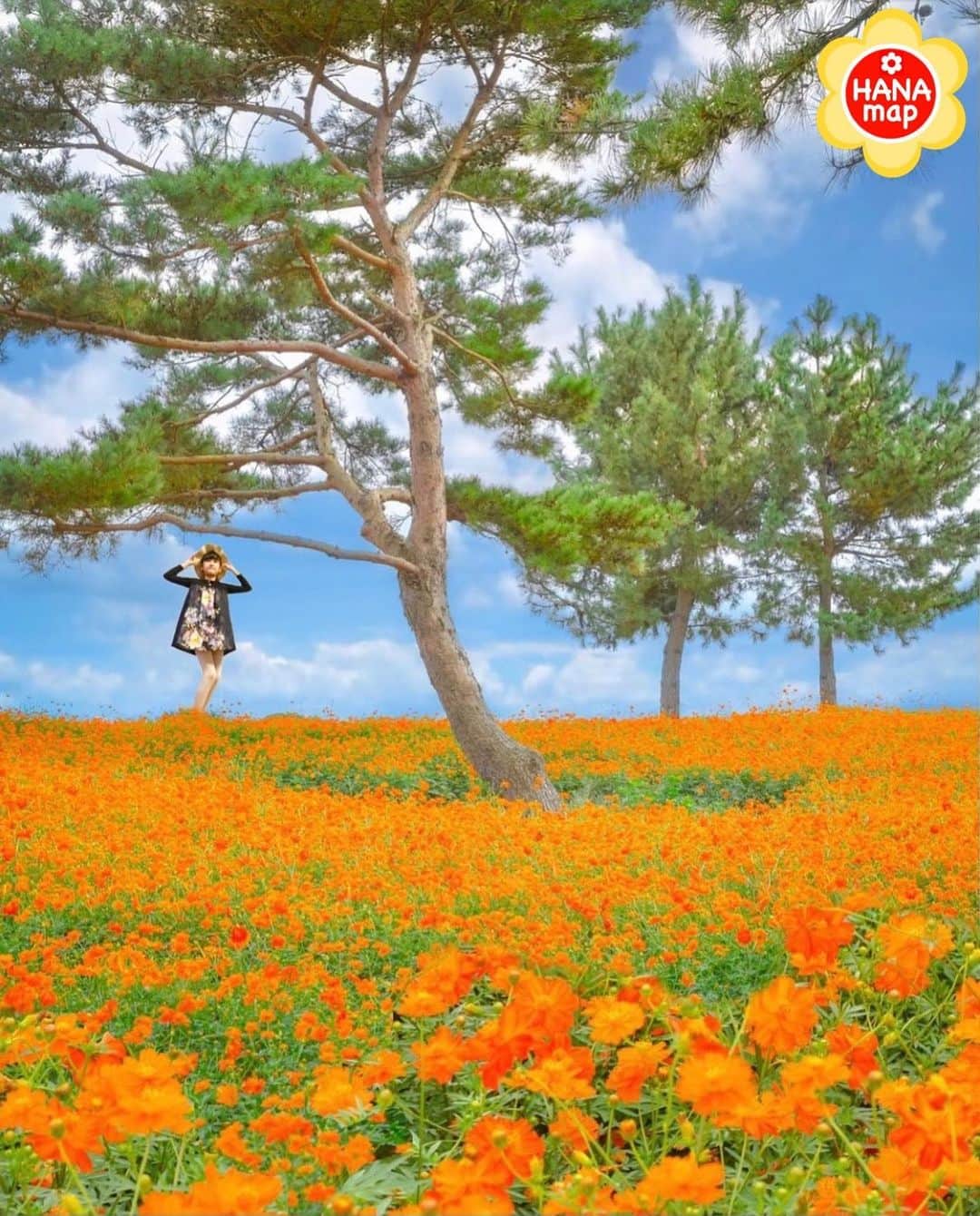 はなまっぷ❁日本の花風景さんのインスタグラム写真 - (はなまっぷ❁日本の花風景Instagram)「🌸🍺はなまっぷの忘年会2020🍺🌸 * @mi._.sa30 さんの  2020年のお花に花まるを💮 * 今年一年素敵なお花をたくさん ありがとうございました😊🌸💮 * 茨城　#国営ひたち海浜公園 Hitachi Seaside Park ,Ibaraki Pref. * 🌼•••🌹•••💠•••🌷•••🌸•••🌺 * 💮みなさんの2020年のお花に花まるを💮 * これまでに撮影された お気に入りの✨「1枚」✨ を、#はなまっぷ忘年会2020 に投稿お願いします😊 * みなさんのご参加お待ちしております🍺 * #はなまっぷ * 🌼•••🌹•••💠•••🌷•••🌸•••🌺 * #日本#花#キバナコスモス」12月24日 13時27分 - hanamap