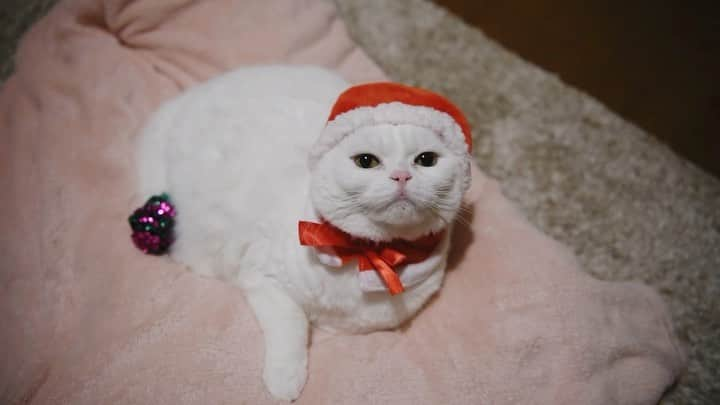 ぽっぽのインスタグラム：「🐾 Merry Christmas Eve 🐈  ひと口のちゅ〜るを長いこと味わうタイプのサンタさん🐾」