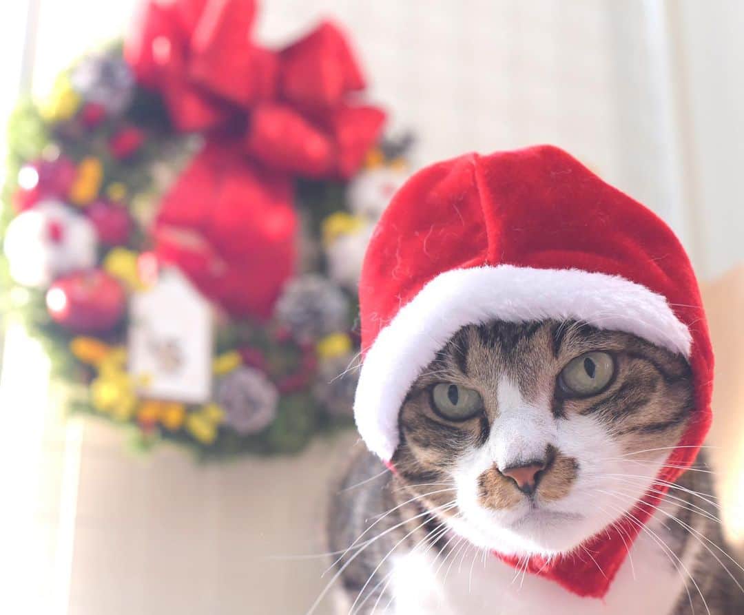 meekooのインスタグラム：「さんたサンタ🎅🏻 帽子をかぶせるとうずくまーる😅」