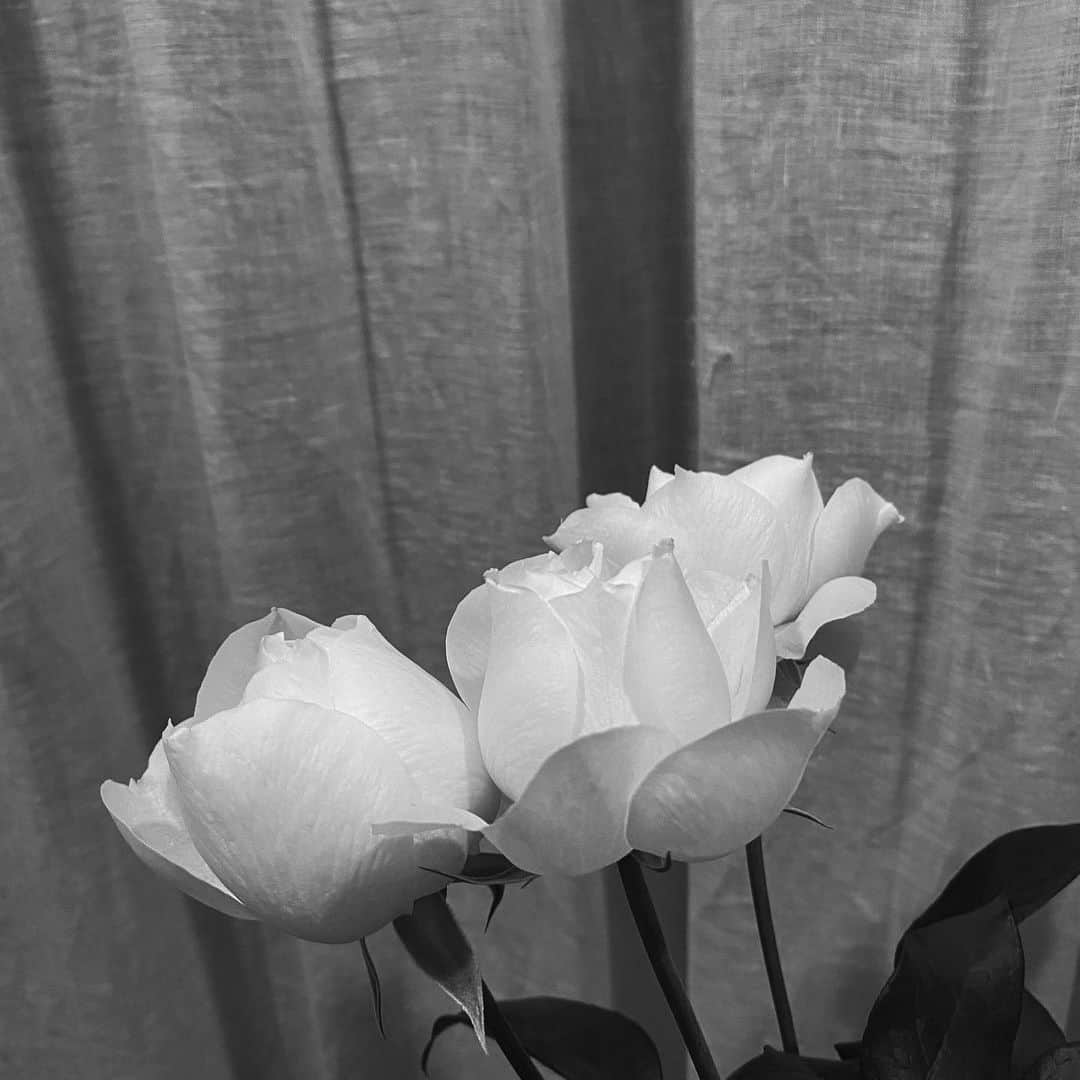 のインスタグラム：「Merry Christmas Eve🌹🎄  #xmaseve#rose」