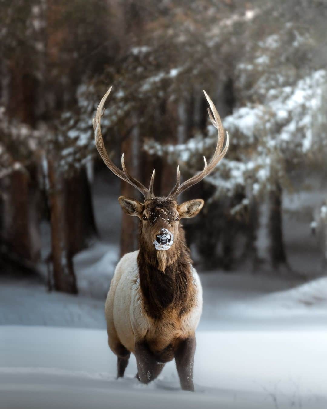 Discoveryさんのインスタグラム写真 - (DiscoveryInstagram)「A beautiful bull elk stands stoically in a clearing at Yellowstone National Park after an intense snowstorm.  Photo + Caption: Jeff Brenner (@jeff.n.brenner)   #elk #yellowstonenationalpark #snowday #winter #majestic_earth #wildlife_perfection #symmetry」12月25日 0時01分 - discovery