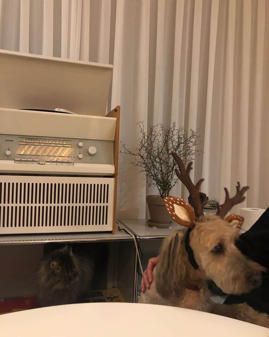 ジェアのインスタグラム：「Merry Christmas!」