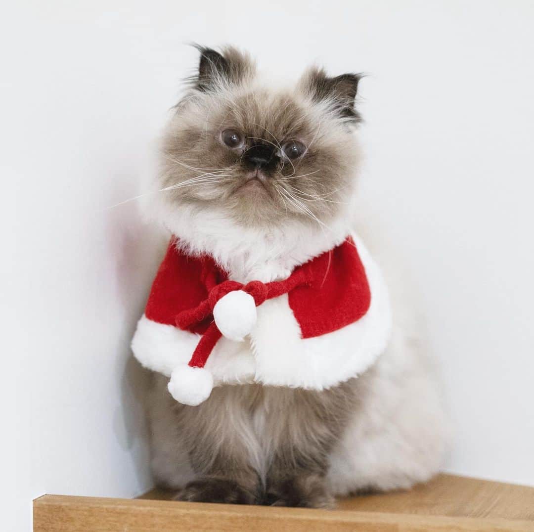 清水桜子のインスタグラム：「Merry Xmas🎄 新米タムサンタのお顔が険しめ😅」