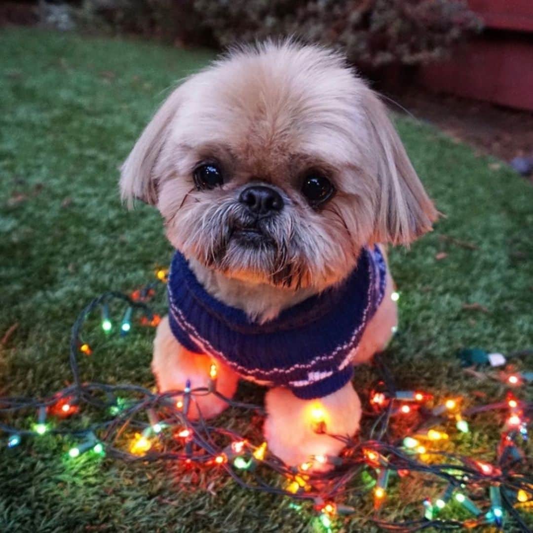 Dougie the Shih Tzuのインスタグラム：「It’s a Christmas Eve #tbt round-up!」