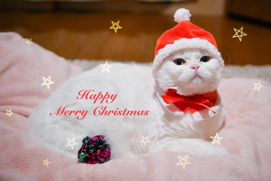 ぽっぽのインスタグラム：「🐾🎄 Happy Merry Christmas 🐈🐾」