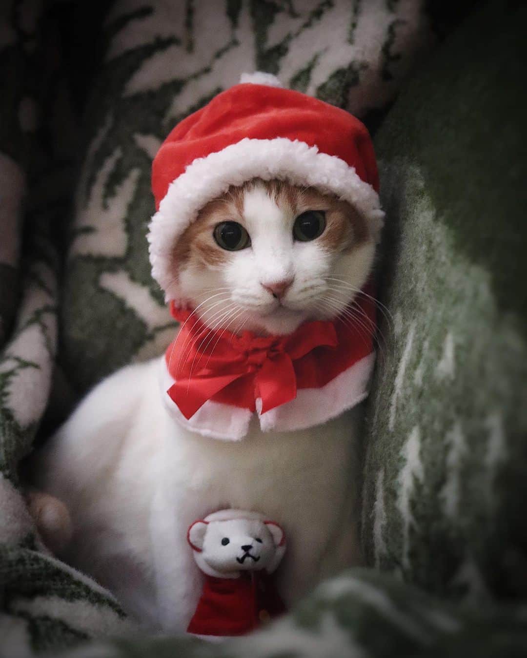 rei_nyanzのインスタグラム：「🎅 　 　 お揃いだね…♥️ 　 　 　  May you have a warm,  joyful  Christmas this year…❥✵* 　 あたたかく 喜び溢れるChristmasを…⭐︎✵*  　 　 　 　 #サンタさんはきっとくる*✯. ⭐︎✵*・ #ねこのいる暮らし  #サンタネコ #コンラッドベア @conrad_tokyo」