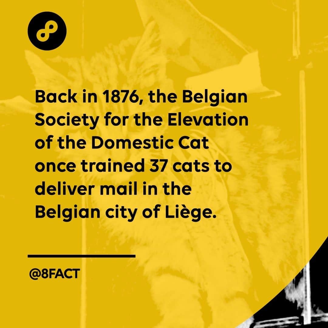 のインスタグラム：「Waterproof bags containing letters were tied around the felines’ necks and they were driven out into the countryside.」