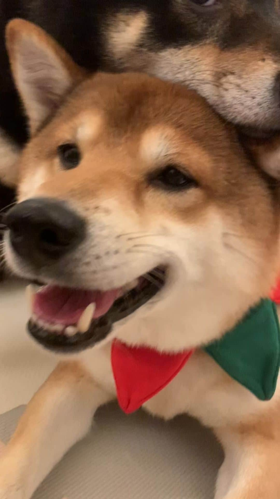 ?Fricko the Shiba Inu?のインスタグラム：「God Jul and happy holidays!!🤶🏻🎄🎅🏻🎄🐶🎄 #shiba #shiba Inus #godjul」