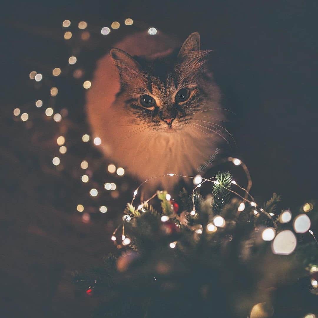 Holly Sissonのインスタグラム：「Wishing you holiday holidays, and I’m hoping for a better next year, that’s my Christmas wish. 🎄 ~ Posted this last year on this date, one of the last photos I took of Alice with my canon gear. Wish I could go back in time when she was healthy and the world was back to normal. 😿💔 #toronto #cat #SiberianCat #christmas #bokeh #xmaswonders   ~ Canon 1D X MkII + 35mm @ f1.4 See my bio for full camera equipment information plus info on how I process my images. 😊」