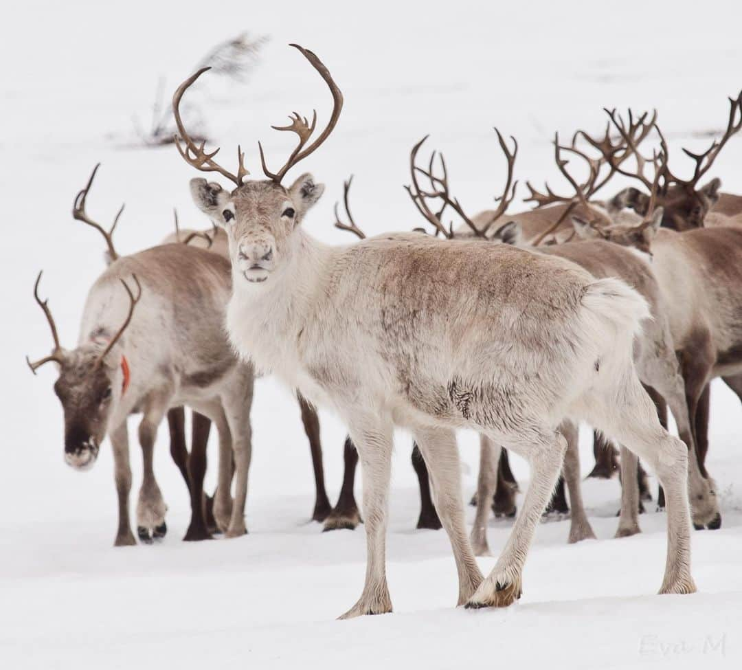 アニマルプラネットさんのインスタグラム写真 - (アニマルプラネットInstagram)「The history of reindeer dates way back, long before there was even a Christmas or Santa Claus! According to the @sandiegozoo reindeer are believed to have been first domesticated more than 3,000 years ago by people in northern Eurasia who relied on the animals for their milk, meat and hide.  . . . . #reindeer #caribou #rudolph #christmas #eurasia #animalplanet #deer #pictureoftheday #photooftheday」12月25日 1時00分 - animalplanet