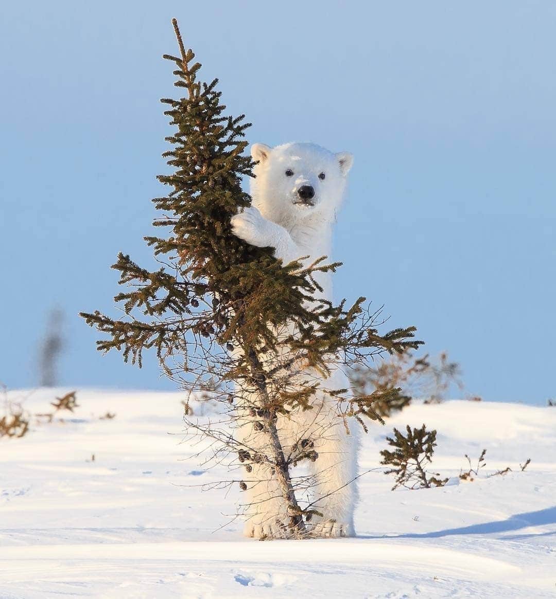 Explore Canadaのインスタグラム：「"After waiting for 3 days on the frozen tundra, I witnessed the incredible sight of this cub emerging from the den and exploring the world with a sense of utter wonder."⁠ Looks like this little guy is putting the final touches on the tree for the big day tomorrow! ⁠ ⁠ *Know before you go! Check the most up-to-date travel restrictions and border closures before planning your trip and if you're travelling in Canada, download the COVID Alert app to your mobile device.*⁠ ⁠ 📷 : @jonhuyer ⁠ ⁠ 📍: Wapusk National Park, @travelmanitoba⁠ ⁠ #Exploremb #ExploreCanada #CanadaNice」