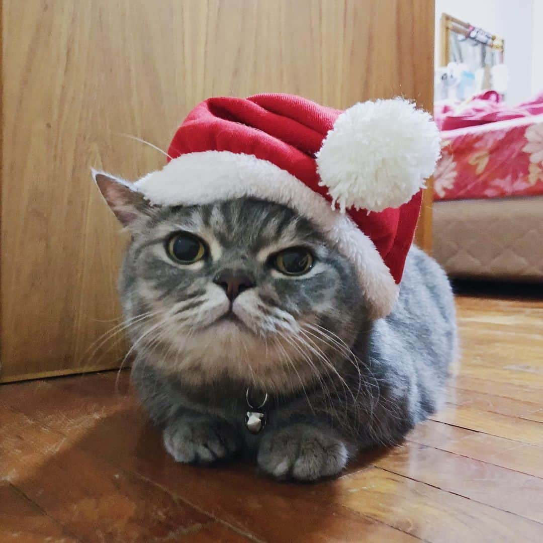 Pancakeさんのインスタグラム写真 - (PancakeInstagram)「🎅🏻🎄Merry Christmas 🎁 🥳  #cats #catstagram #catsoninstagram #catsofinstagram #sgcats #pets #instagramcats #munchkincats #neko #ねこ #マンチカン短足 #猫 #まんちかん部 #マンチカン部」12月25日 1時00分 - nugget_pancake