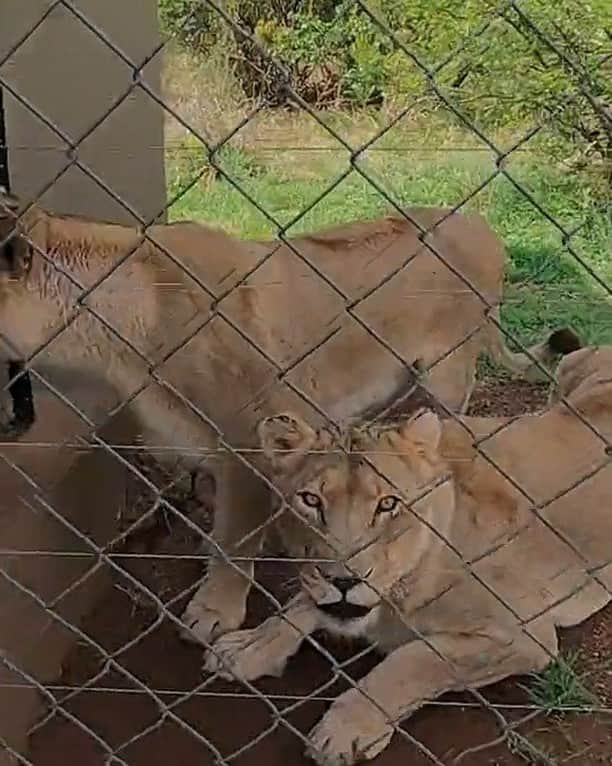 Kevin Richardson LionWhisperer のインスタグラム