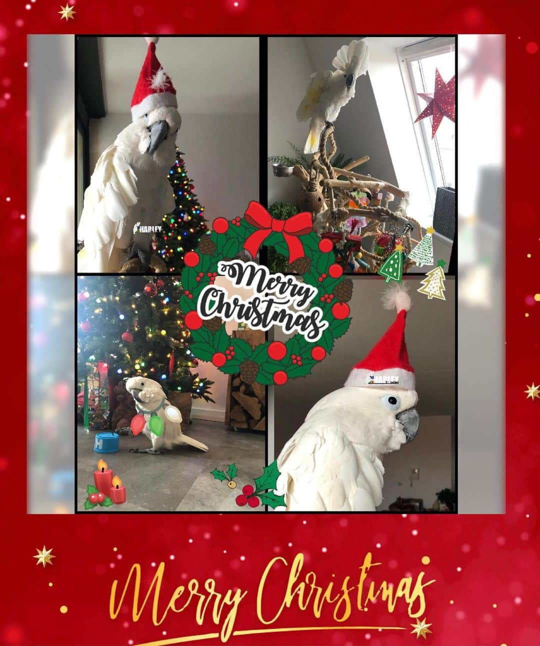 ? Enjoy Harley's Lifeさんのインスタグラム写真 - (? Enjoy Harley's LifeInstagram)「❤️🎅🏻🎄Merry Christmas Everyone , Everybirdy, EveryPet🥰🎄🎅🏻❤️ Stay Safe , Stay healthy  but Have a good time  #Christmas#2020#santaclaus #santaiscoming #pets#instagram #instagood #instadaily」12月25日 1時11分 - harleythecockatoo