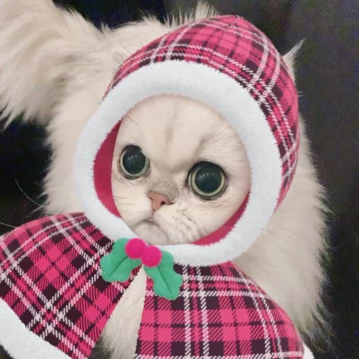 BeBeのインスタグラム：「Merry Christmas🎄🎁✨⭐️ #cat #kitty #bebe #kittycat #meow #eyes #adorable #ilovecat #hubcats #catsofinstagram #petsofinstagram #kittensofinstagram #猫　#ねこ　#instacat」
