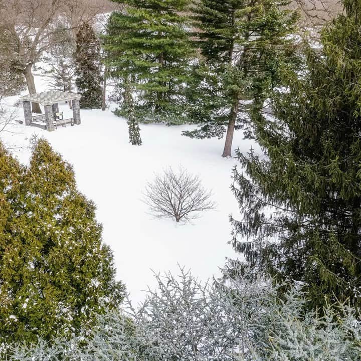 ニューヨーク植物園のインスタグラム：「As winter sets in and the deciduous trees drop their leaves for the season, the evergreens step into the spotlight. . Take a quick virtual tour of the beauty to be found in the pines, junipers, cedars, and other trees that define the beauty of this crisp season in our 250 acres—and keep an eye out for one of our resident red-tailed hawks looking for its close-up. . #plantlove #nybgathome #museumfromhome #culturefromhome」