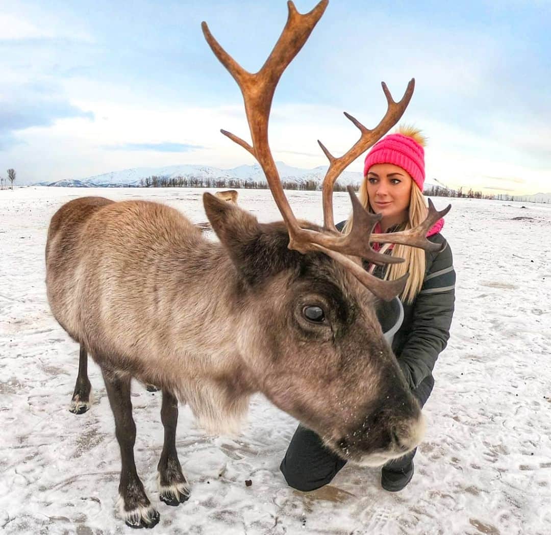 アリサ・ラモスのインスタグラム：「Happy Noche Buena!! I'm jealous of everyone's wintery holiday photos so decided to reminisce about some of my favorite winter wonderland experiences! 😻❄️ . Obviously first is the time I met Santa's reindeer, and got to feed them, and quickly learned that antlers can accidentally stab you in the face! . This was in the Arctic circle in Trømso, Norway where I have gone twice now to chase the Northern Lights (I saw them both times bc I go with professional light chasers!)! . The reindeer farm is one of the last working ones of the indigenous people from this region! Originally, they farm them for meat and their coats, but now that tourism provides way more money to see them alive, they tend to just be for show now! Plus the local people also get their reindeer fed for free on a daily basis! 🤪 . Once the world is normal again I'm def going back here!  . Anyone have reindeer and Northern Lights on their bucketlist?! Also, any of my fellow latinx's celebrating Noche Buena tonight??? . . . #arctic #norway #tromso #reindeer #happyholidays #nochebuena #merrychristmas #imisstravel #northernlights #mylifesatravelmovie」