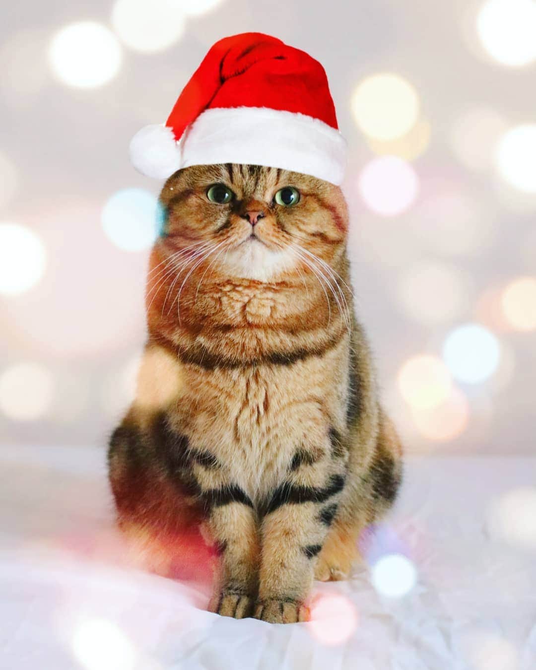 寅次郎（とらちゃん）さんのインスタグラム写真 - (寅次郎（とらちゃん）Instagram)「☆ Wishing you every happiness this holiday season and throughout the coming year.✨ . あっという間にイヴにゃね🎅🏻 . #メリクリ . #cat #cute #meow #貓 #ねこ #エキゾチックショートヘア #無敵の親バカ同盟 #猫のいる暮らし #にゃんすたぐらむ #ペコねこ部 #ねことの暮らし #クリスマス」12月24日 16時43分 - torachanthecat