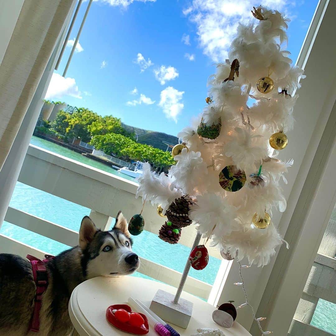 Moco Lima Hawaiiさんのインスタグラム写真 - (Moco Lima HawaiiInstagram)「今年も無事にクリスマスを迎えられる事に感謝♡  当たり前だった事が当たり前でなくなった今年だからこそ、より一層そう感じます。  皆さま、思い思いのクリスマスをお過ごし下さい♡ Merry Christmas!!   #2020#christmas#eve#christmaseve#christmastree#white#feather#dag#oceanview#niceview#happyholidays#oneworld#besafe#peace#world#life#mylife#love#smile#grateful#appriciate#thankyou#all#クリスマスイブ#クリスマス#年末#冬休み#犬#クリスマスツリー#10年」12月24日 16時47分 - mocolimahawaii