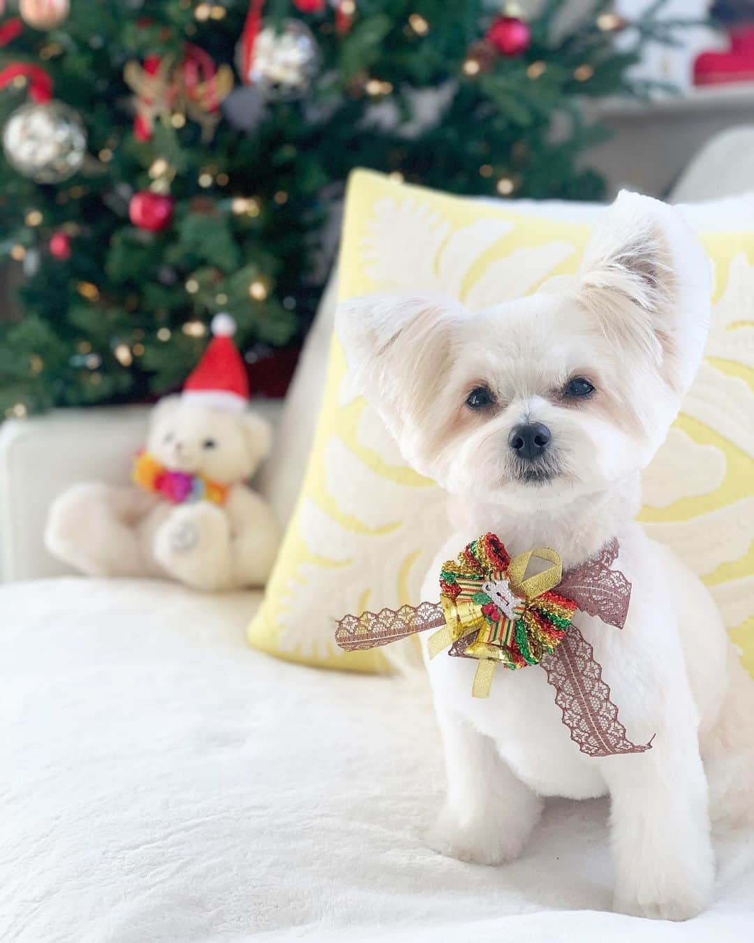 チャン・リーメイのインスタグラム：「Merry Christmas❣️ ✴︎ 子供の頃に母が作ってくれたカナッペを ✴︎ 甥っ子と姪っ子に☺️✨ ✴︎ 大人になった時、 ✴︎ 覚えていてくれるかなぁ〜💖 ✴︎ 医療従事者が多い我が家、 ✴︎ 今年はごく少人数で☺️ ✴︎ 参加できなかったみんな、 ✴︎ 毎日本当にお仕事ご苦労様。 ✴︎ Happy holiday✨✨ ✴︎ あたたかいひとときを過ごしました。 ✴︎ 終盤にはボクは膝の上でおネム😴 ✴︎ 明日の朝、サンタさん来るかな〜？ ✴︎ #christmas2020 #わんこと一緒のクリスマス🎄 #特別な日🐶」