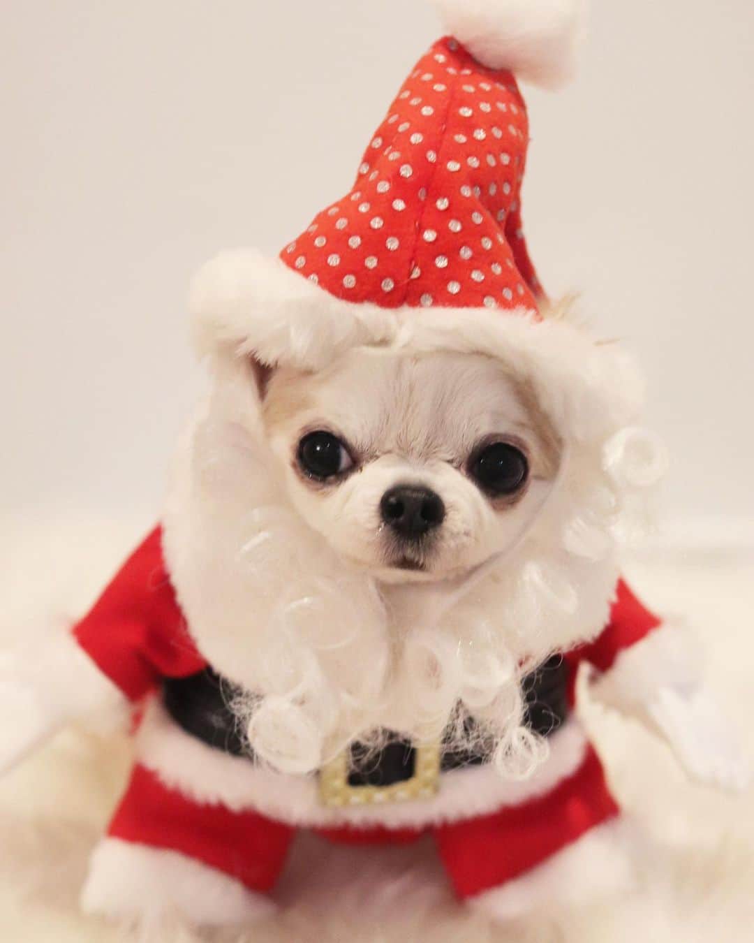 tetoyanyanさんのインスタグラム写真 - (tetoyanyanInstagram)「﻿ Today's teto❤️20.24.2020﻿ ﻿ ﻿ 今日のテトやん♡﻿ ﻿ ﻿ クリスマスブイ🎄は﻿ ﻿ ﻿ ﻿ ﻿ やっぱりサンタさん♡﻿ ﻿ ﻿ ﻿ ﻿ うまうま食べてあとは寝るだけ😳﻿ ﻿ ﻿ ﻿ テトやーん♡﻿ ﻿ ﻿ ﻿ ﻿ ﻿ いつもいつでもありがとう😌﻿ ﻿ ﻿ 皆さま素敵なクリスマスをお過ごしください。﻿ ﻿  ﻿ #dogs#instdog#dog#dogstagram#instapet#petstagram#petoftheday#mydog#instachihuahua#chihuahuaofinstagram#chihuahualove#chihuahualover#chihuahua#chihuahuas#チワワ#多頭飼い#ロングコートチワワ#チワワ部#ig_dogphoto#petoftoday﻿ #todayswanko#west_dog_japan#Todaysteto#dogstagram_japan #2020テトやんのクリスマス🎅」12月24日 16時49分 - tetoyanyan