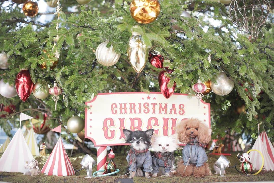 mamiのインスタグラム：「* Merry Christmas Eve🎄❤︎ . . ココねーさんが激寒がりなので 暖かいお昼間に出掛けてパチリ。 . こちらでライトアップタイムに撮られた みんなのお写真がとっても素敵で😍 来年は暖かい夜にお出掛けしようね。 . でもでもあなた達が居れば、 何時でも何処でもキラキラだよー！ なーんて言ってみる♡笑 . . Lovelyな聖夜を..🎄✨ . . #オールドレンズ  #オールドレンズに恋をした #オールドレンズで繋がりたい #私が紡ぐ物語 #_lovely_weekend #whim_fluffy #ファインダー越しのわたしの世界 #写真好きな人と繋がりたい  . . #オールドレンズ  #オールドレンズに恋をした #オールドレンズで繋がりたい #私が紡ぐ物語 #_lovely_weekend #whim_fluffy #ファインダー越しのわたしの世界 #写真好きな人と繋がりたい」