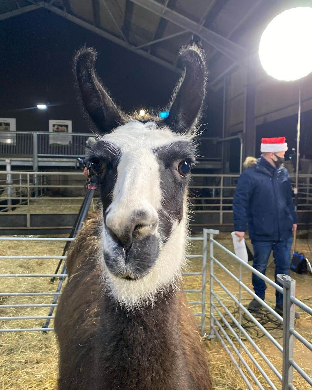 ヘレン・スケルトンさんのインスタグラム写真 - (ヘレン・スケルトンInstagram)「Merry Christmas 😘😘😘 @cannonhallfarm @jbgill @thejuleshudson @yorkshireshepherdess @yorkshirevetc5 @chris_kammy @daisybeckstudios @channel5_tv @onthefarmc5」12月24日 17時02分 - helenskelton