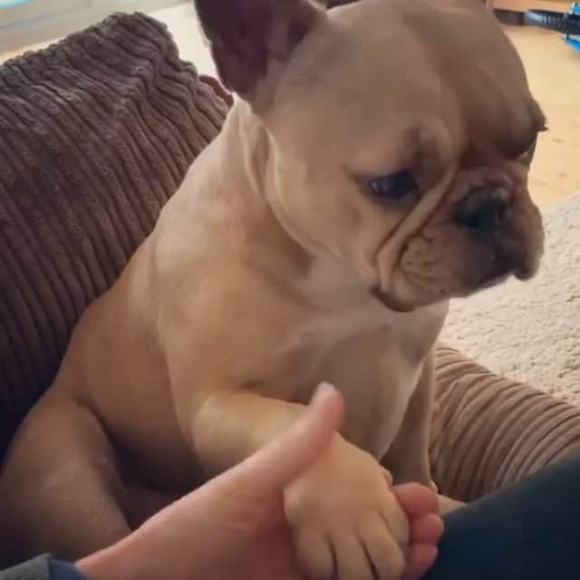 French Bulldogのインスタグラム