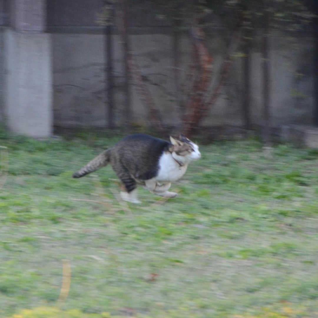やふさんのインスタグラム写真 - (やふInstagram)「トナカイきたぞーー！ メリークリスマス🎅🎁🎄 . #cat #neko #catlovers #catsofinstagram #catstagram #instacat #猫 #ねこ #ネコ #保護猫 #のま #のまらー #被災猫」12月24日 16時57分 - kyafy