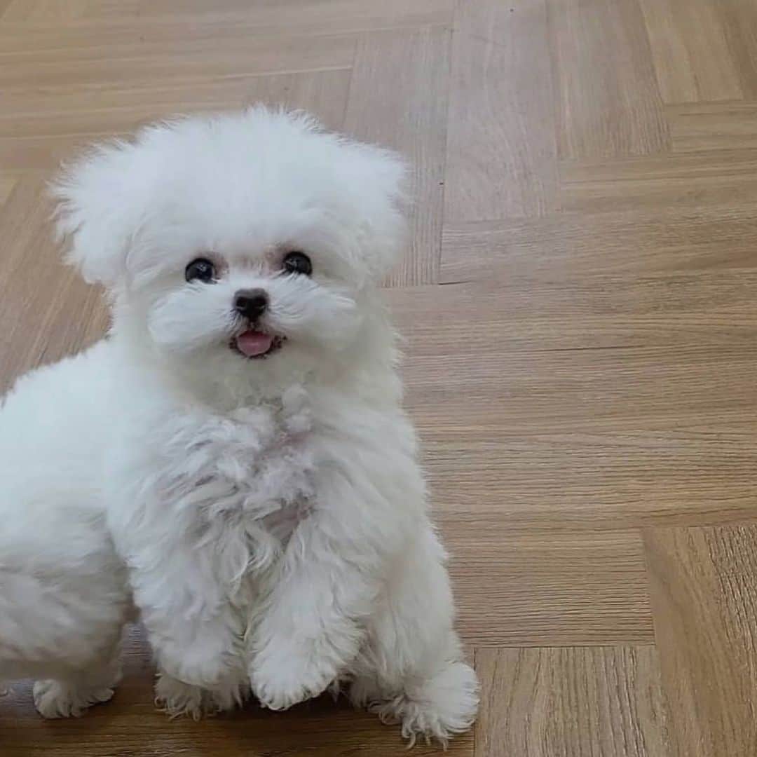 ホ・ヨンジュ のインスタグラム：「두칠파 두목 최 두 칠 이올시다. 반갑소 @bichon_doochil  . . 로디와 이별하고 몇번이나 무너지고 일어서고를 반복하며 지내다 어제야 비로소 마음속에서 떠나보내고 이별을 인정하고 두칠이를 데리고왔어요.   너무 예쁘고 연약해보여서 쎈이름을 붙여줬어요 최두칠. (성은, 저희 엄마 성을 따랐어요)  반갑다 최두칠! 잘 지내보자.  #짱쎄보이는이름#상남자」