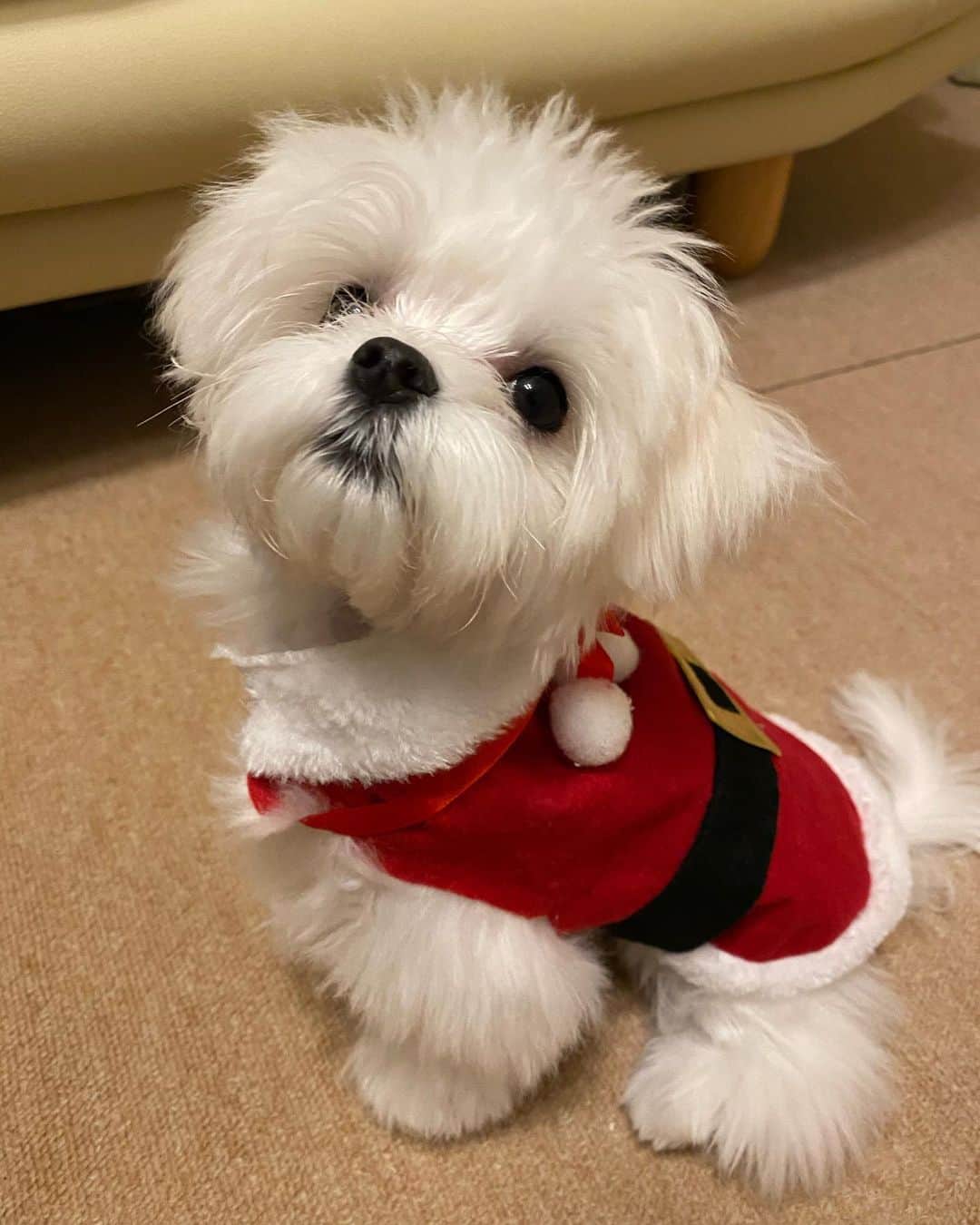 村上なつみさんのインスタグラム写真 - (村上なつみInstagram)「ムーちゃんがMerry Christmasって言っていました😌 寒いのでおうちでゆっくり過ごしてくださいね❄️  #クリスマス #Christmas  #マルチーズ #犬のいる暮らし  #犬のいる生活 #パピー #パピー犬」12月24日 17時23分 - natsumi__murakami