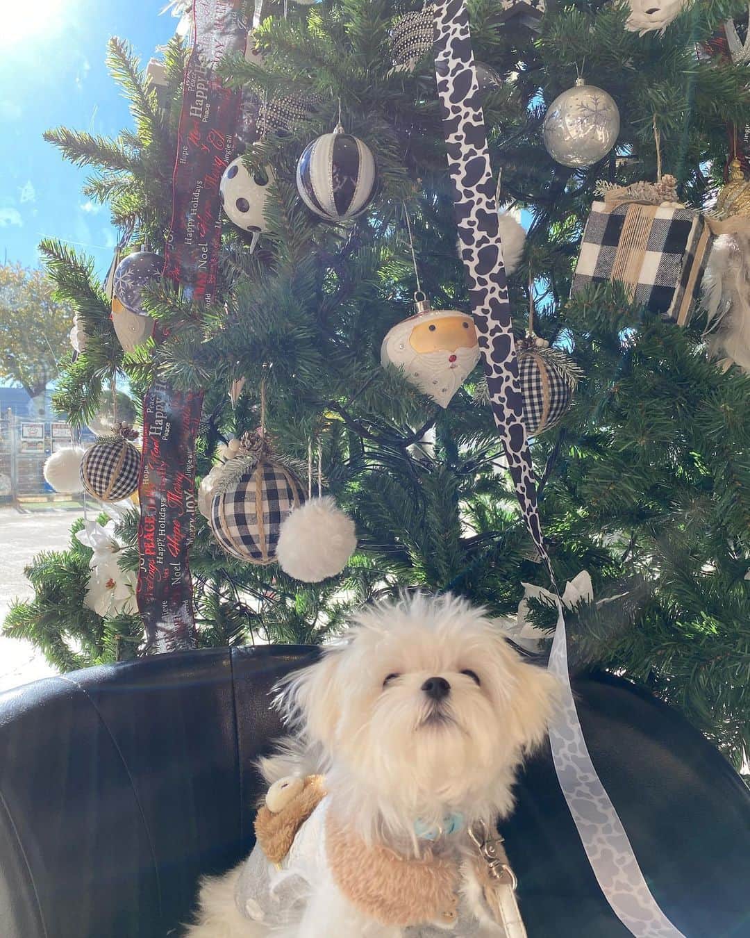 村上なつみさんのインスタグラム写真 - (村上なつみInstagram)「ムーちゃんがMerry Christmasって言っていました😌 寒いのでおうちでゆっくり過ごしてくださいね❄️  #クリスマス #Christmas  #マルチーズ #犬のいる暮らし  #犬のいる生活 #パピー #パピー犬」12月24日 17時23分 - natsumi__murakami