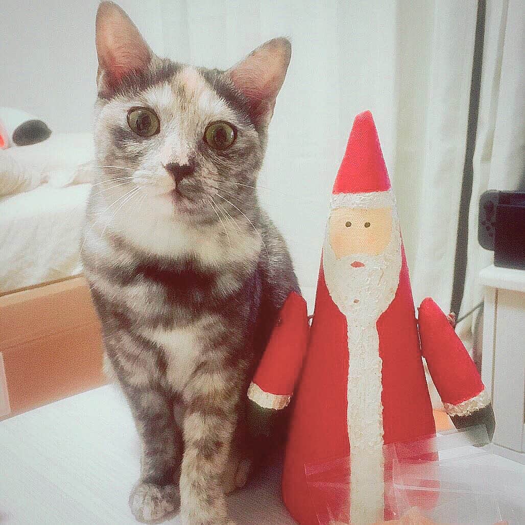 吉田友利恵のインスタグラム：「#いくら🐾 めりーくりすますいぶ☺️ 一年で1番好きな２日間が来た〜！ 終わらないで〜！ そんな今日は撮影でした☺︎ 明日も毎年恒例の現場で撮影だ、 楽しもう🎅🎄 #一昨年の女子会の写真 #あいさんとゆみかちゃんに甘々してたいくらかわいい」