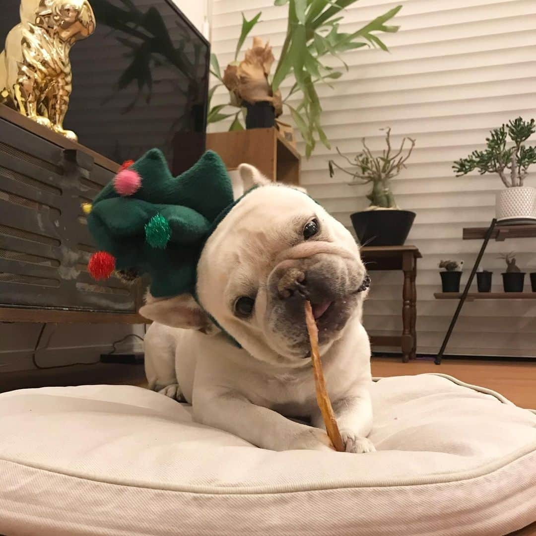 父べえさんのインスタグラム写真 - (父べえInstagram)「メリクリ🎄 アキレス腱を食べてます。 #frenchbulldog  #フレンチブルドッグ #メリクリ」12月24日 17時26分 - fukubee