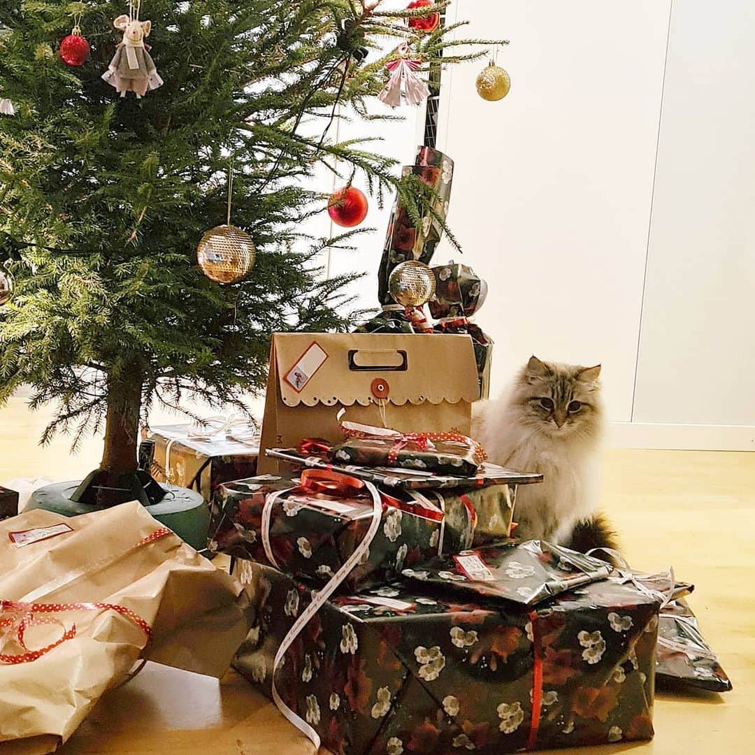 Floraのインスタグラム：「Just looking (and plotting how to get that mouse from the tree). Merry christmas furriends! #Christmas #cat #catsoﬁnstagram #summer#cat#igcutest_animals #cat_features #cutepetclub #fluffypack #katt #bestmeow  #weeklyfluff #meow #AnimalAddicts #kittycat #cat #cats #kitten #kittens #kawaii #instacat #calico #neko #2020 #sibiriskkatt #siberiancat」