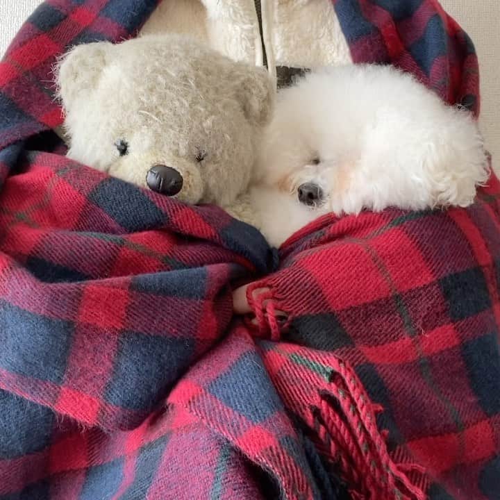 ゆうのインスタグラム：「. . 素敵な音楽と共に♬ ✨silent xmas🎄🤫シー ただ、アーニーさんを寝かしつけ💤 . . . メリークリスマス🎁 Merry Christmas . . #本当は #わりかし大きめの声で歌うお母さんの子守唄 #作詞作曲お母さん #タイトル #アーニーちゃんはいい子だな #非公開です #なにがなんでも非公開です #シー🤫 . . .」