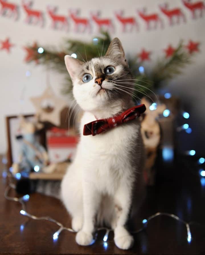 ライオン商事株式会社のインスタグラム：「🎄Merry Christmas 🎄  クリスマス仕様の素敵なお部屋✨ 飼い主さんが飾りつけしている様子を見て、 興味津々の猫ちゃん😸  クリスマスオーナメント、いたずらしちゃだめだよ～(笑)  一緒にクリスマスを楽しもうね💛  猫ちゃんへのクリスマスプレゼントには ゴールドに輝くパッケージの#シャンプータオル や おいしい #歯みがきおやつ はいかがでしょうか？😋  #冬 #クリスマス #イルミネーション  #オーナメント #メリークリスマス  #Christmas #記念日 #merrychristmas  #サンタクロース #🎅 #🎄 #🎁  #狭いところが好き #猫部 #catstagram  #ねこさん #肉球 #猫耳 #にゃんすたぐらむ  #歯みがきおやつ #クイックアンドリッチ #トリートメントインシャンプータオル #lionpetcat #ライオンペット @lion_pet_cat」