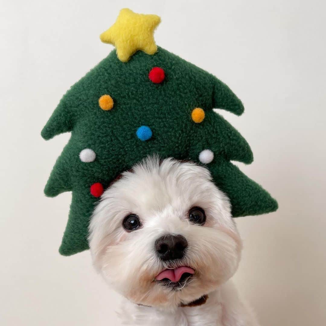 セロリさんのインスタグラム写真 - (セロリInstagram)「【今日はクリスマスイブ】 皆さんにとって、素敵なクリスマスになりますように。 #maltese #マルチーズ #うさぎ #rabbit #クリスマス #christmas #サンタ #ツリー #クリスマスイブ #結婚記念日 #奥さんいつもありがとう  #malteseofinstagram #maltese101 #malteser #maltesedog #dog #instadog #dogstagram #dogoftheday #doglovers #instapet #adorable #ilovemydog  #ペット #わんこ #ふわもこ部 #犬のいる暮らし #いぬら部  #いぬすたぐらむ #イッヌ」12月24日 17時43分 - celeryrabbit