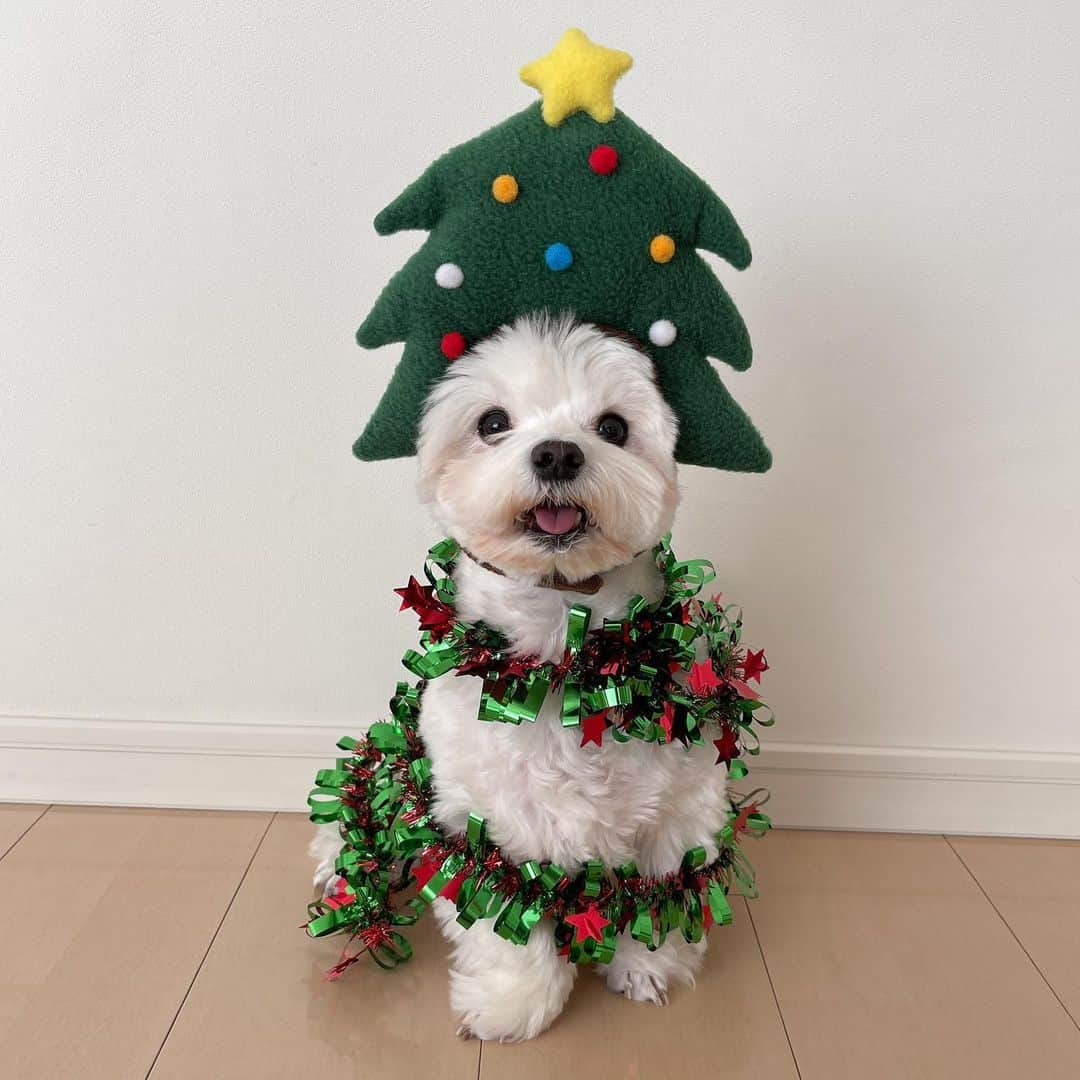 セロリのインスタグラム：「【今日はクリスマスイブ】 皆さんにとって、素敵なクリスマスになりますように。 #maltese #マルチーズ #うさぎ #rabbit #クリスマス #christmas #サンタ #ツリー #クリスマスイブ #結婚記念日 #奥さんいつもありがとう  #malteseofinstagram #maltese101 #malteser #maltesedog #dog #instadog #dogstagram #dogoftheday #doglovers #instapet #adorable #ilovemydog  #ペット #わんこ #ふわもこ部 #犬のいる暮らし #いぬら部  #いぬすたぐらむ #イッヌ」