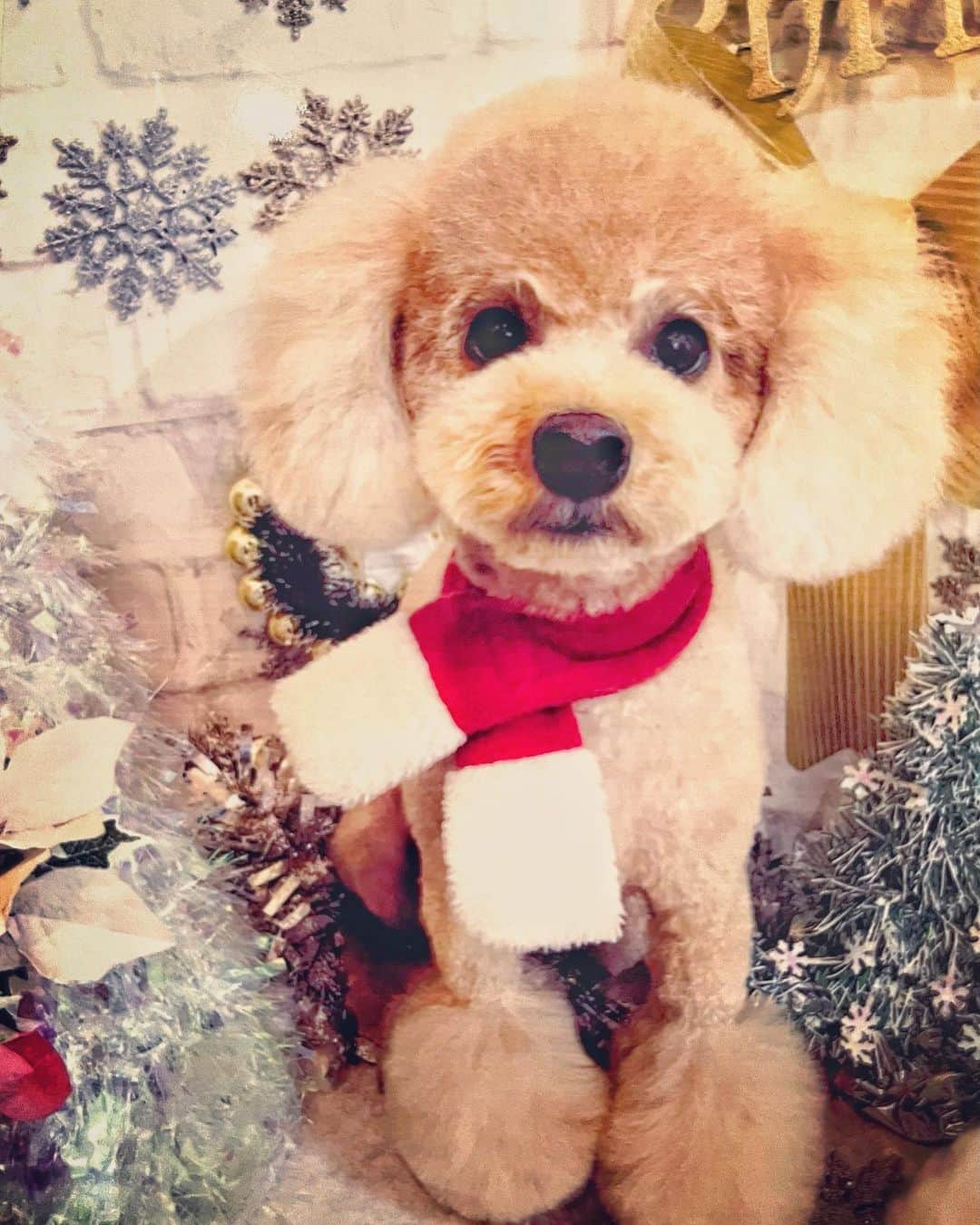 多村仁志さんのインスタグラム写真 - (多村仁志Instagram)「. #MerryChristmas #🐶 #トイプードルの姿をした息子 #長男 #SOL くん #かわいい #いつもお利口さん #サンタさんからのプレゼント #何かな #楽しみだね #みんなの所には何が届くのかな？ _  #toypoodlered #toypoodle #poodle #dog #instadog #cutedog #ilovemydog #dogstagram」12月24日 17時47分 - hit_tamu