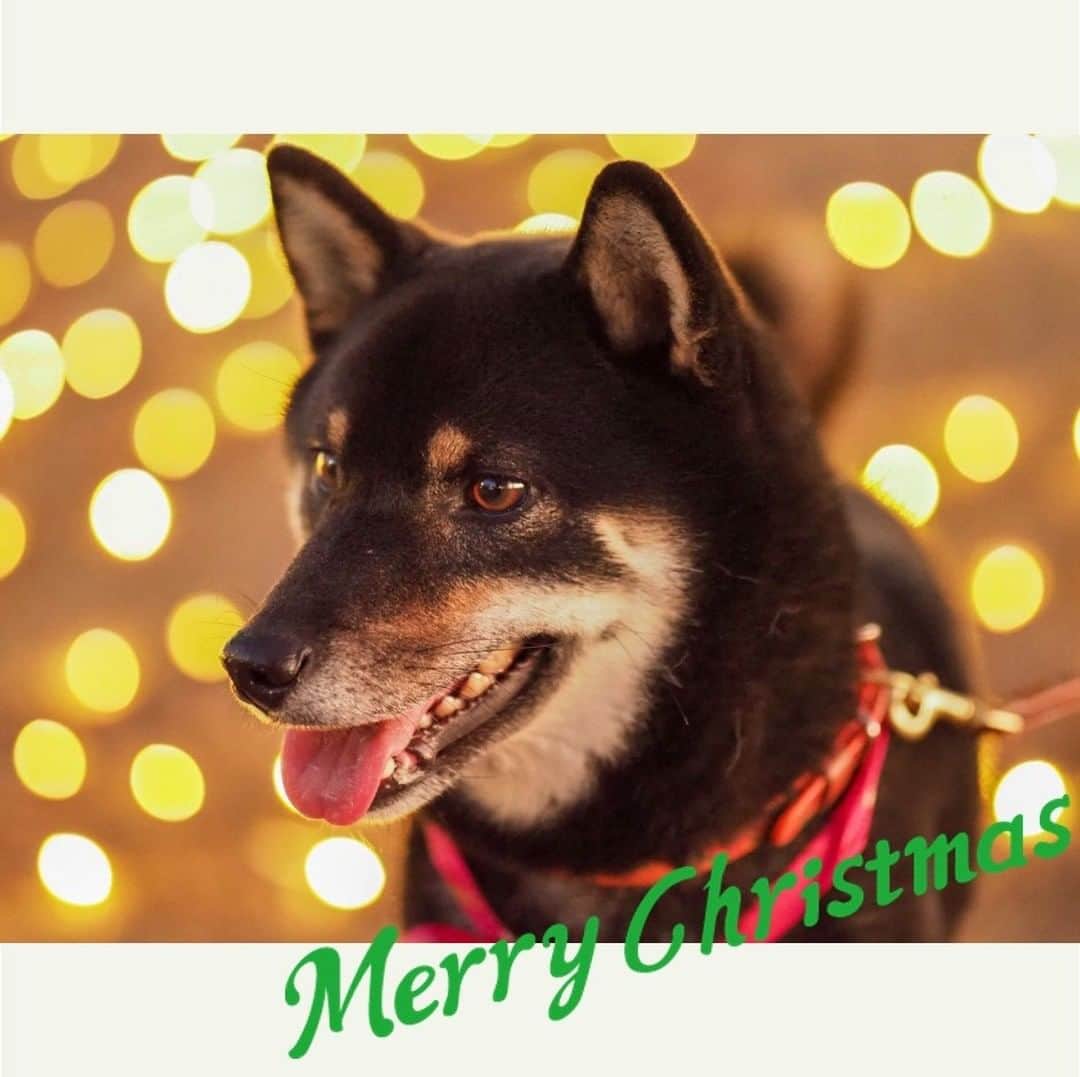 ライオン商事株式会社さんのインスタグラム写真 - (ライオン商事株式会社Instagram)「🎄Merry Christmas 🎄  いつもの公園がイルミネーションに包まれてとっても幻想的！ 福ちゃん、はじめて見るキレイな光にソワソワしています  福ちゃんは２年前のクリスマスに我が家にやってきました だから今日は特別な一日です🌟  暖かくしてクリスマスの夜を楽しみましょう  愛犬へのクリスマスプレゼントには ゴールドに輝くパッケージの#シャンプータオル や おいしい#歯みがきおやつ はいかがでしょうか？😋  #冬 #クリスマス #イルミネーション  #家族 #メリークリスマス #Christmas  #記念日 #merrychristmas  #サンタクロース #🎅 #🎄 #🎁  #黒柴 #柴犬 #shibainu #shibadog  #柴好きさんと繋がりたい #いぬのいる暮らし #わんちゃん  #クイックアンドリッチ #シャンプー #トリートメントインシャンプータオル #PETKISS #歯みがき #つぶささ　 #lionpetdog #lion @lion_pet_dog」12月24日 18時00分 - lion_pet_dog