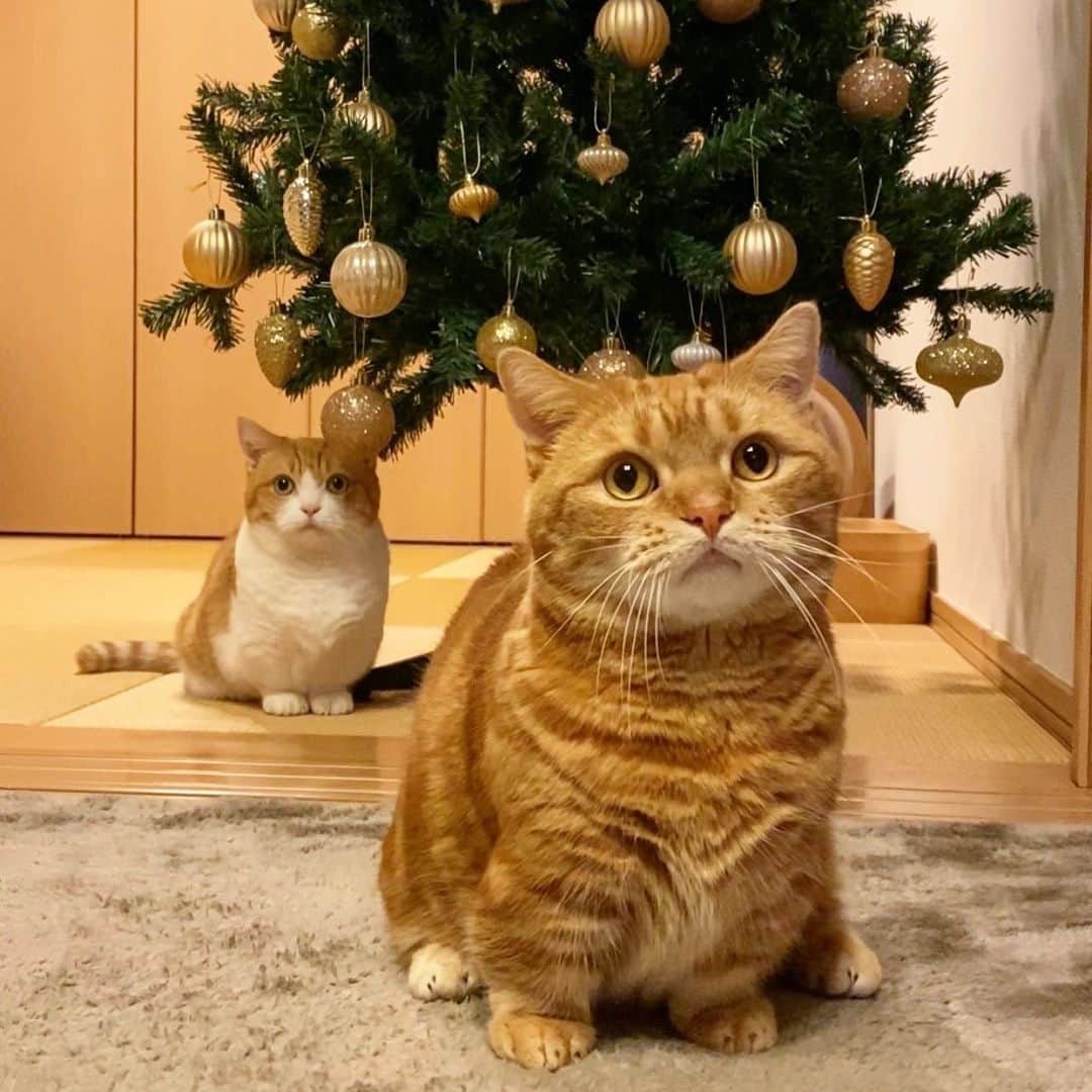 茶太郎 & きなこのインスタグラム：「メリークリスマスにゃ😽🎄✨💕 Merry Christmas😽🎄✨ #お兄ちゃん前出すぎにゃ #素敵なクリスマスイヴを過ごしてにゃ #マンチカン#猫#munchkin #cat#catstagram #amazing#ねこ#茶トラ#短足#catsofinstagram#excellent_cats#9gag#cats_of_world_#instacat_meows#bestcats_oftheworld#catsofig#instacat#cats_of_instagram」